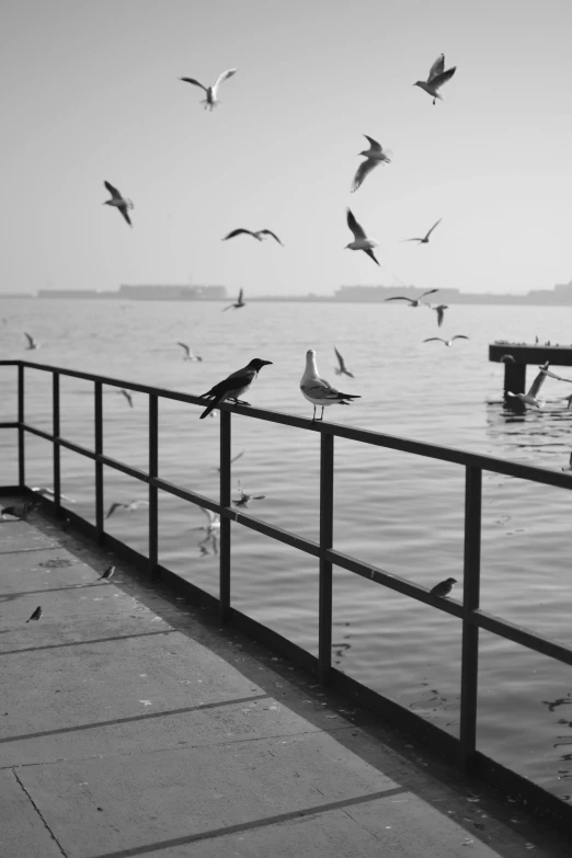 seagulls sitting on a fence watching a flock of birds take flight