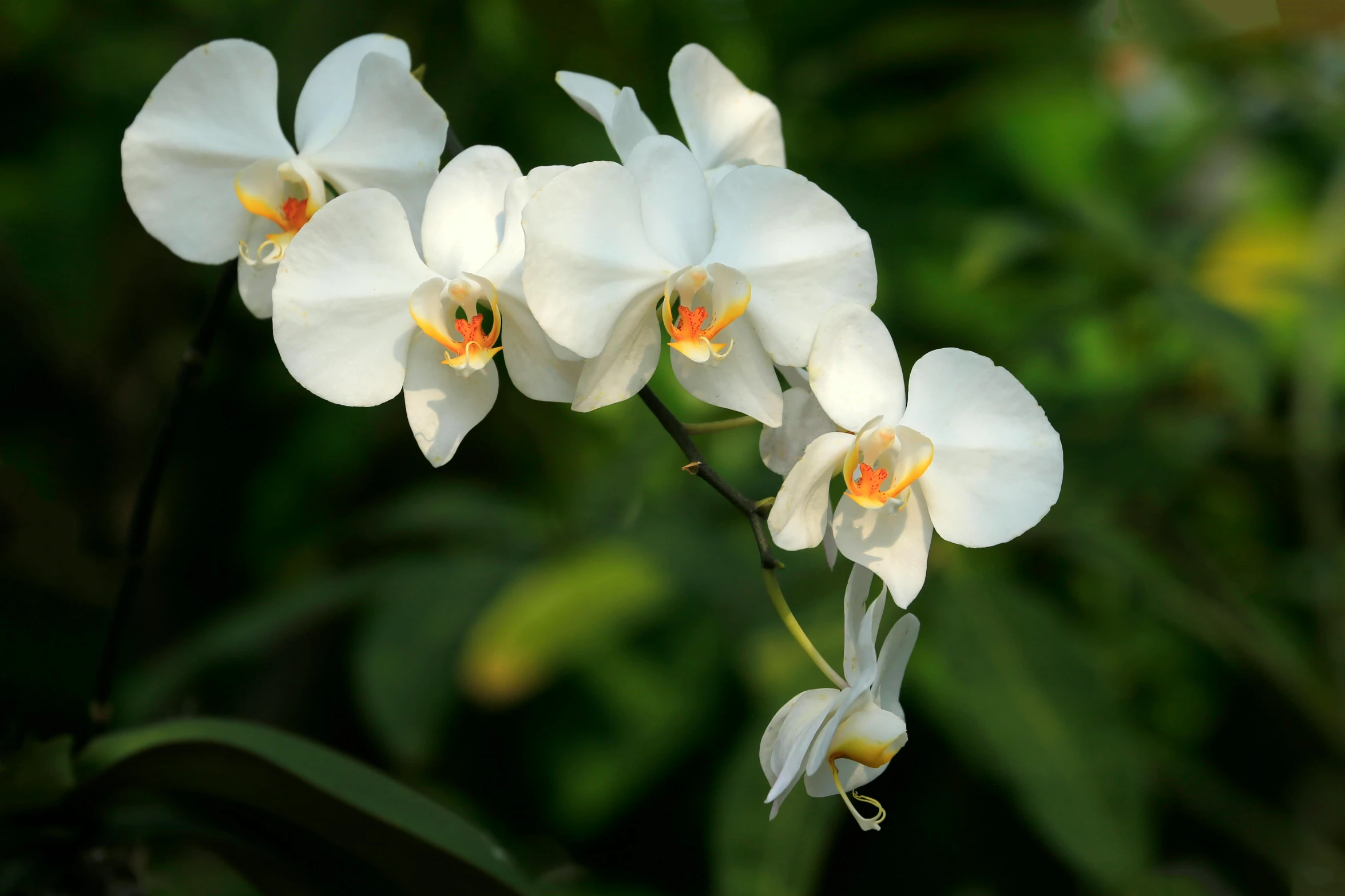 white orchids blooming in a garden with green foliage