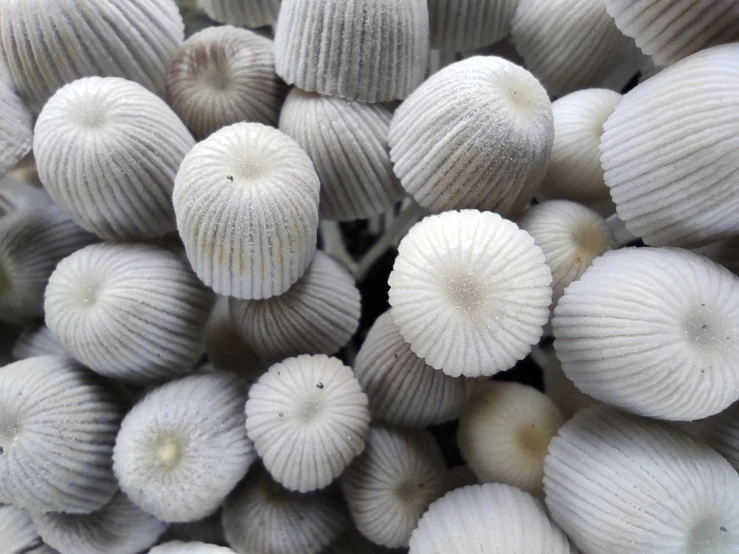 an arrangement of white shells sitting on top of each other