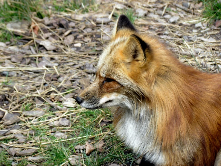 an image of a fox on the ground