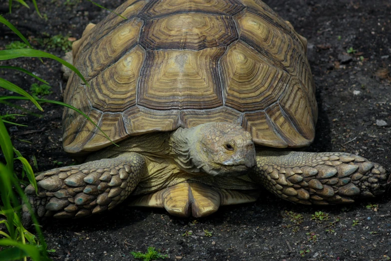 the turtle is sitting still on the ground