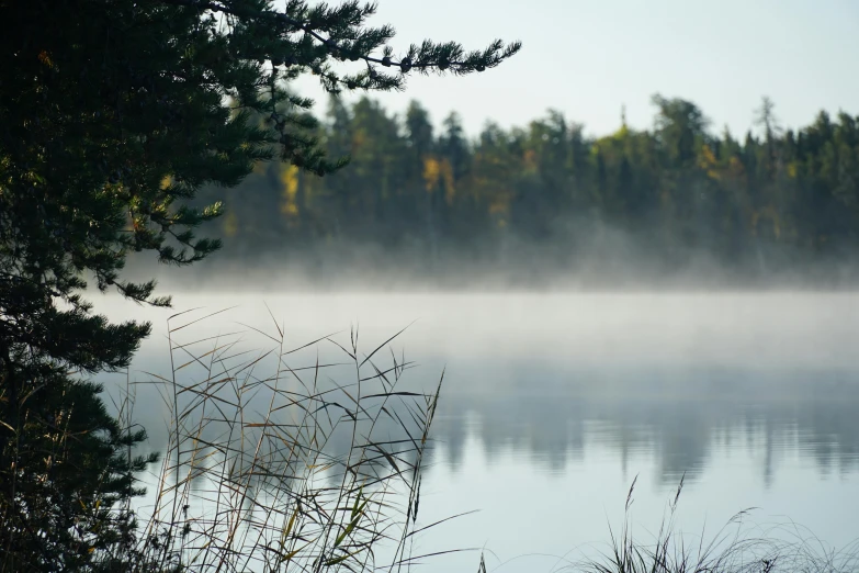 misty morning with fog on the water and pine trees