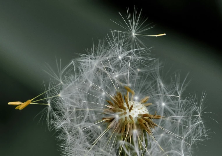 dandelion seed showing brown center and white flowers
