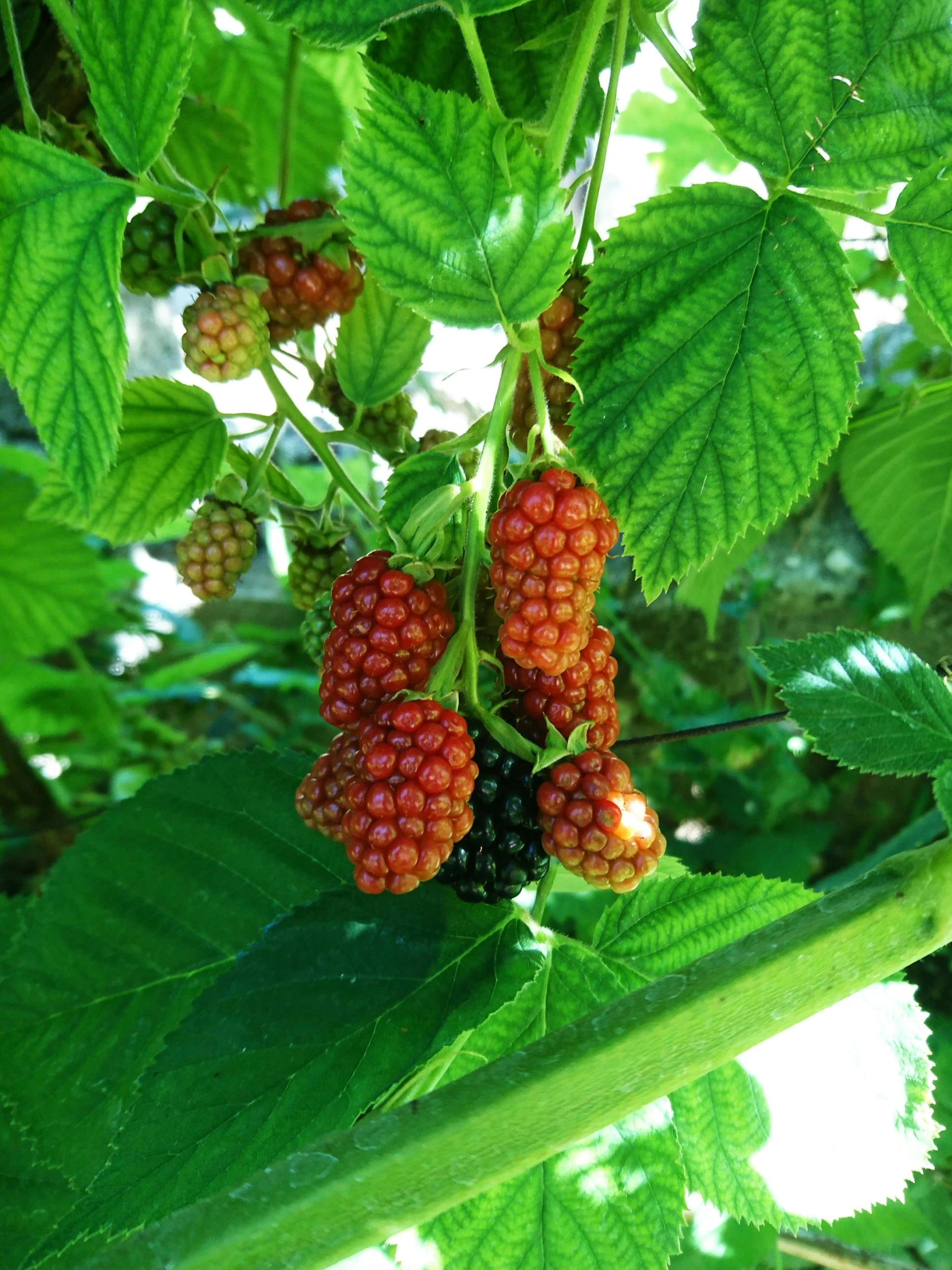 some red berries are hanging from a tree