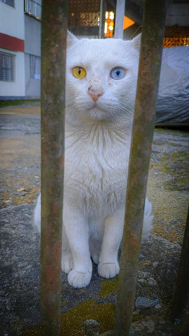a white cat sits on the ground looking out of a gate