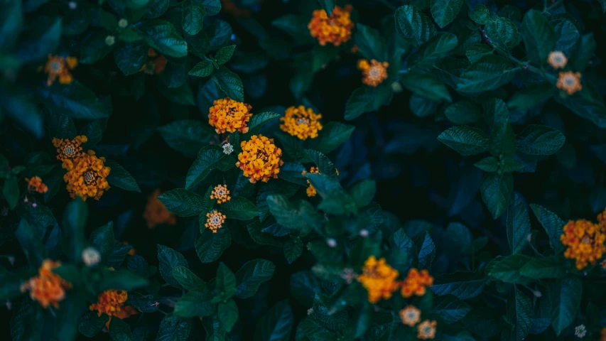 a couple yellow flowers with green leaves and green leaves