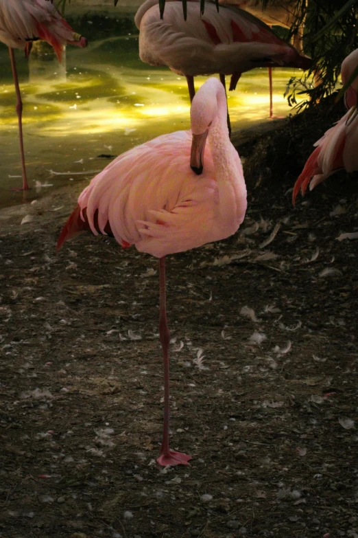 two flamingos standing next to each other on a dirt road