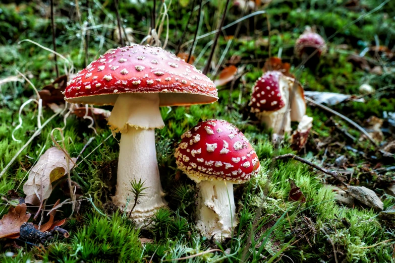 two red mushrooms are sitting on the grass