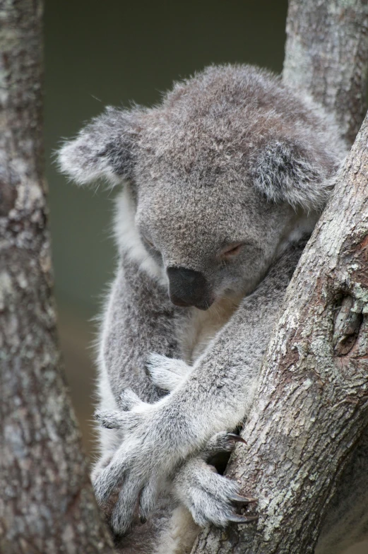 a little koala climbs the nch of a tree