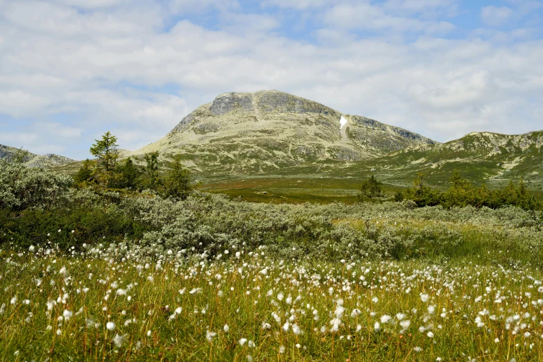 flowers and trees are growing in the meadow near a mountain