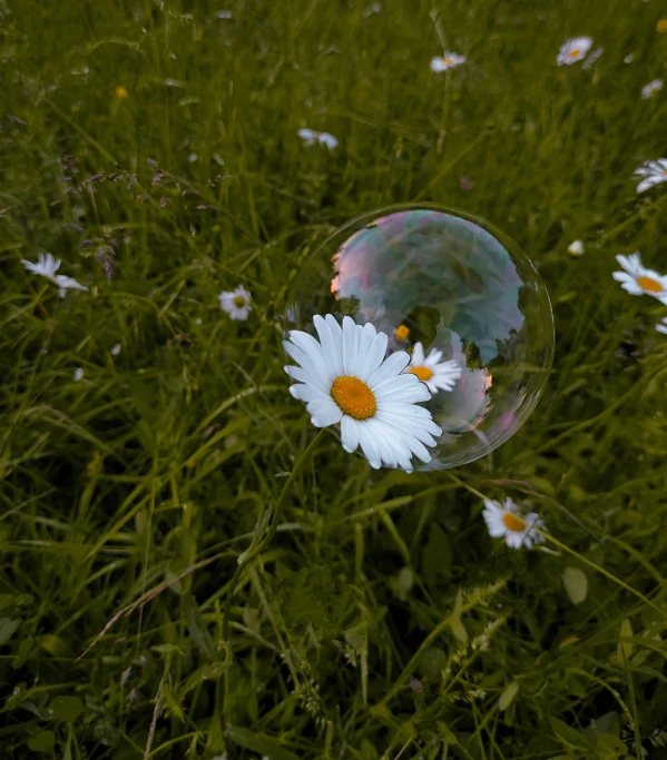 a bubble in the middle of a field with flowers