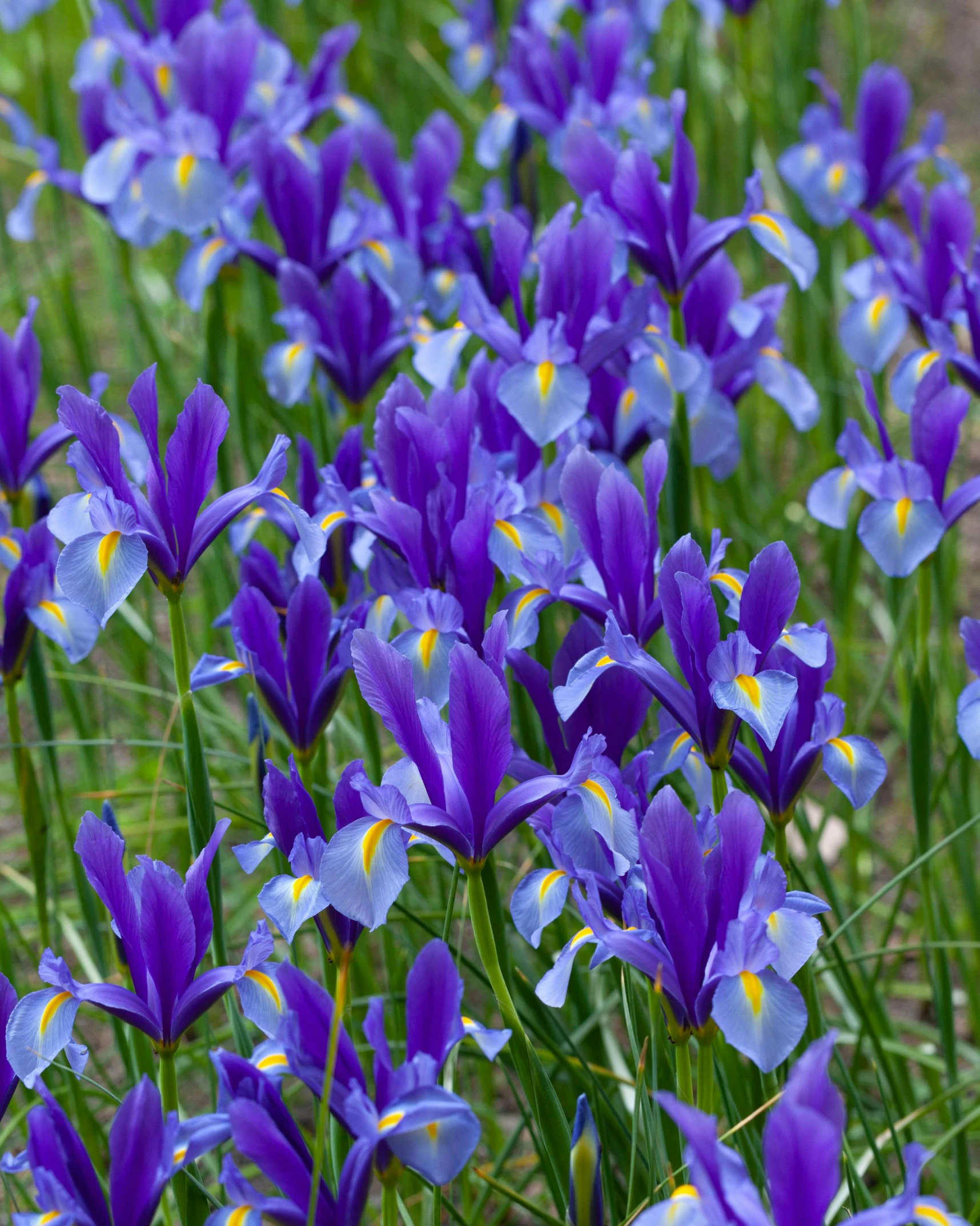 many purple and yellow flowers in the grass