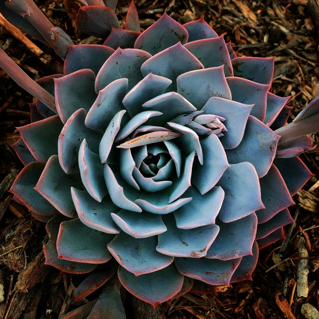 a blue flower in the middle of a bed of mulch