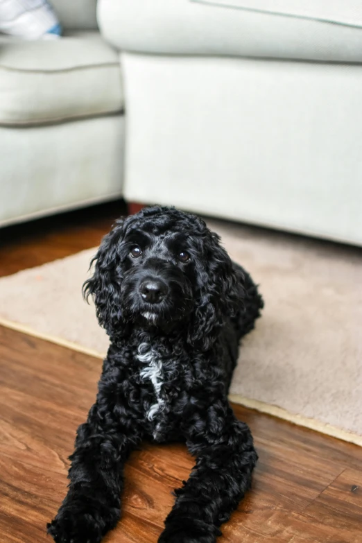 black fluffy dog laying on the floor looking directly at camera