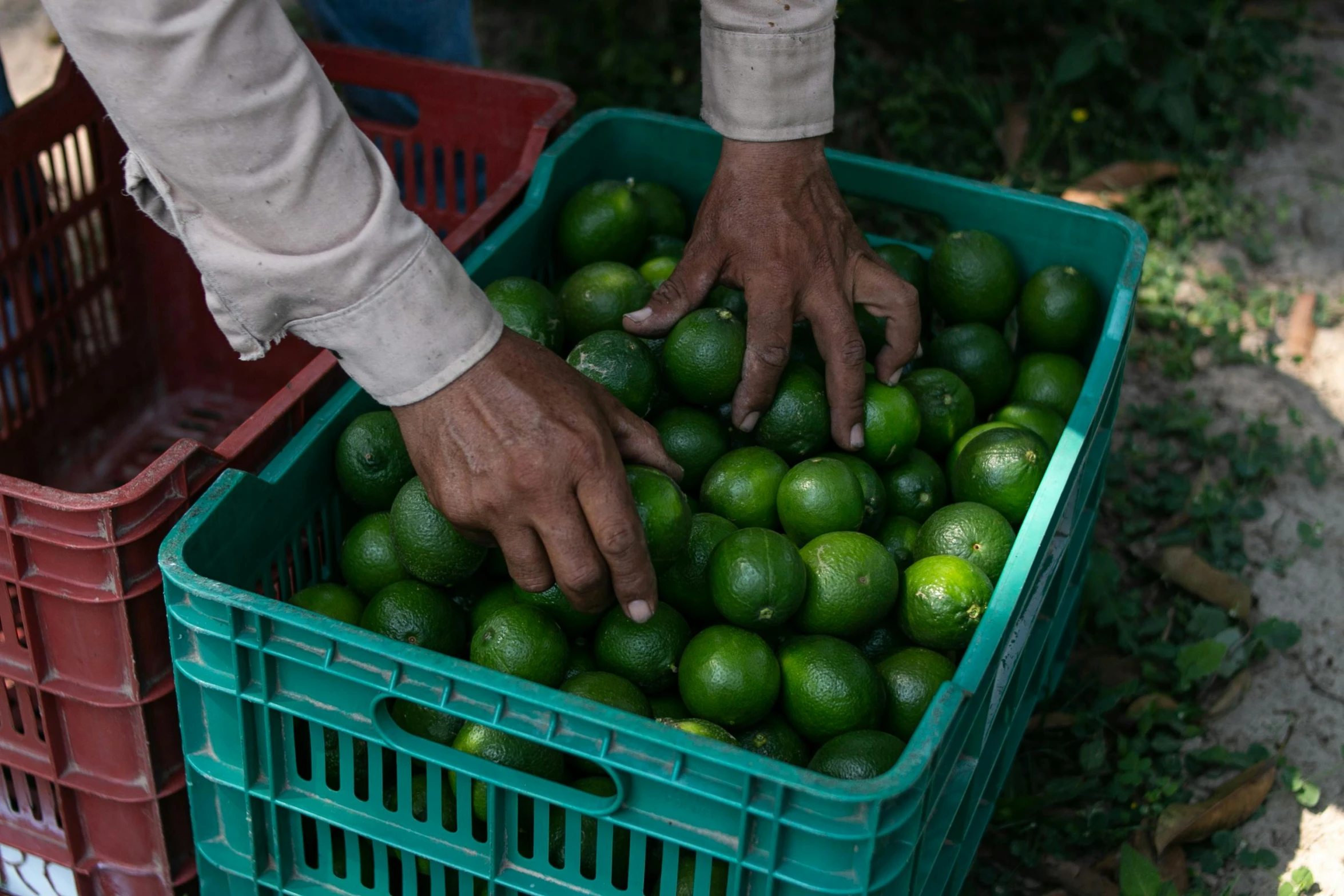 a person touching some green fruit in a basket