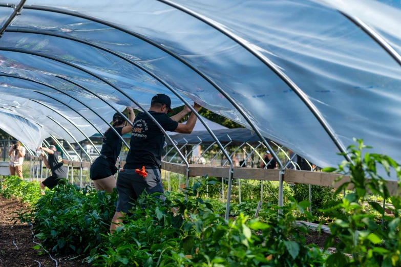 two people working in a very big greenhouse