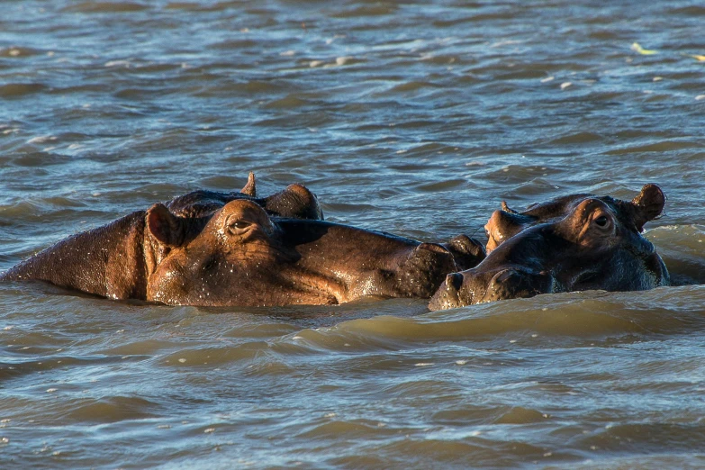 two hippos in the water enjoying a day at the lake