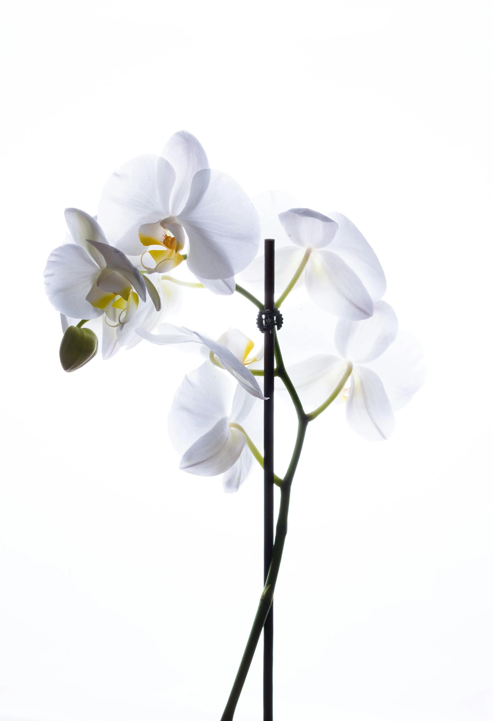 an orchid with white flowers in a vase on a table