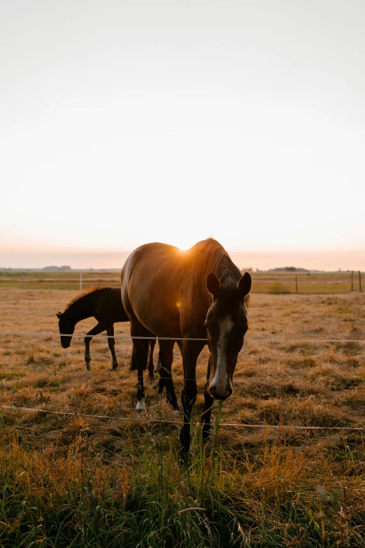 two horses standing in the grass behind a wire fence