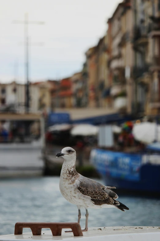 a bird stands on the top of a building ledge