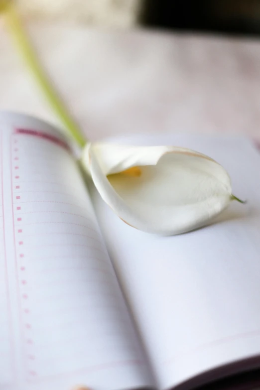 a small book that has a white flower in it