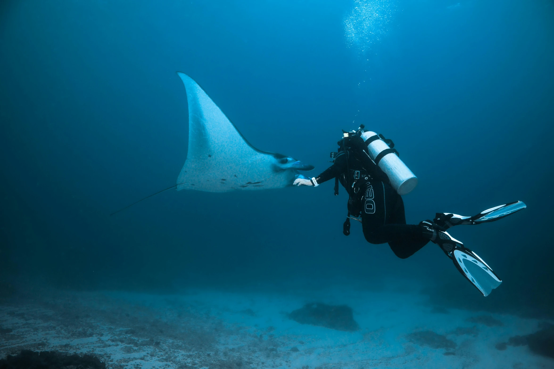 a manta ray is swimming on the sea floor