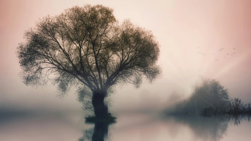 a tree that is standing in the fog