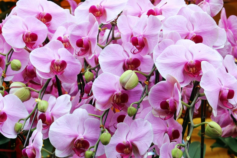 a large group of pink orchids at the garden