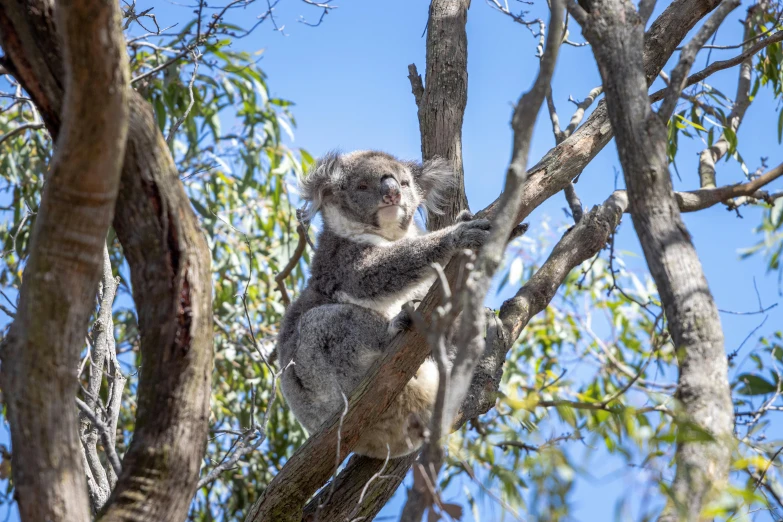 a koala sitting on top of a tree nch