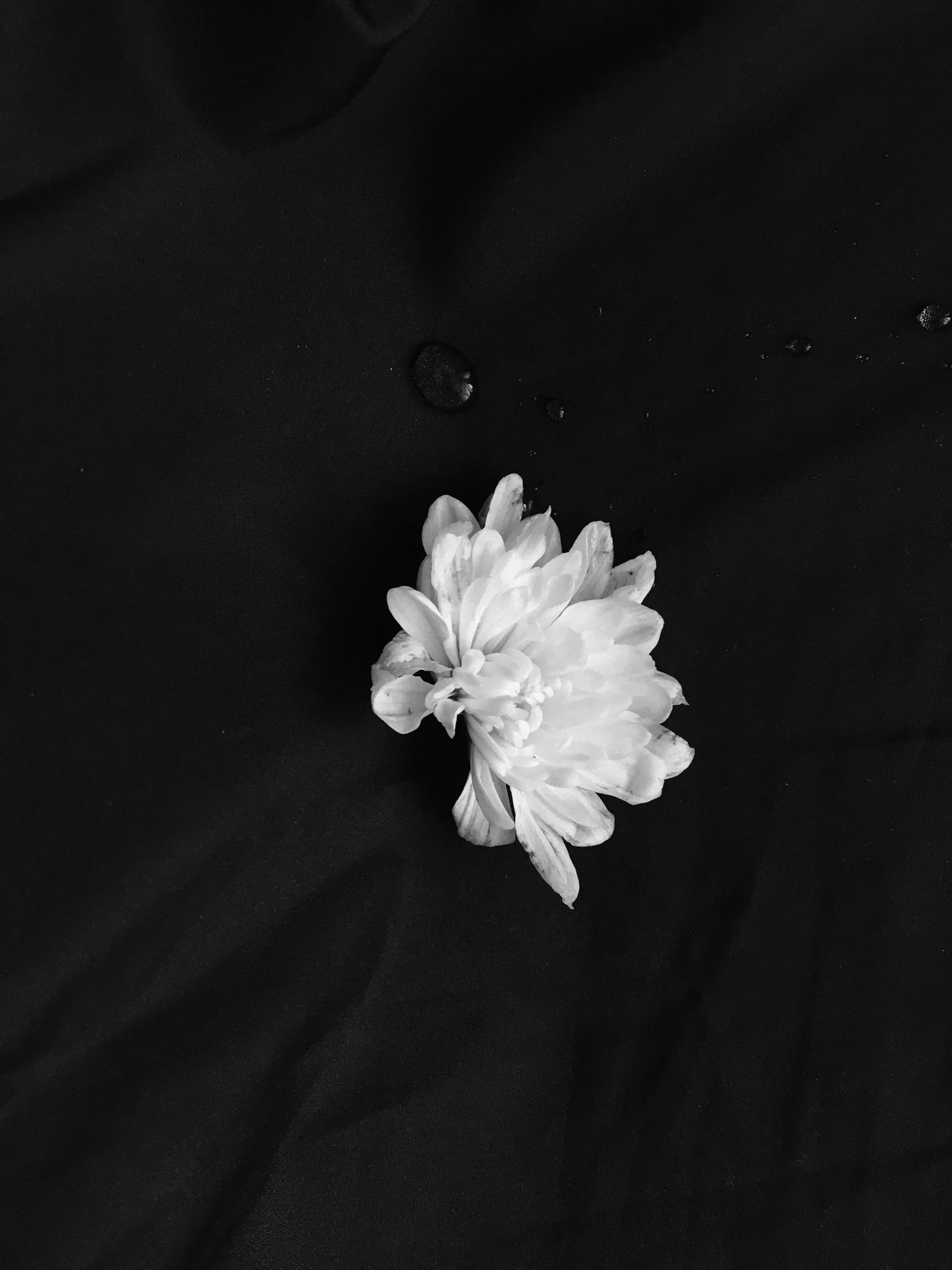 a flower that is sitting on some sort of black fabric