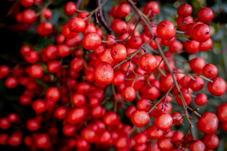 berries are growing on the nch of an orange tree