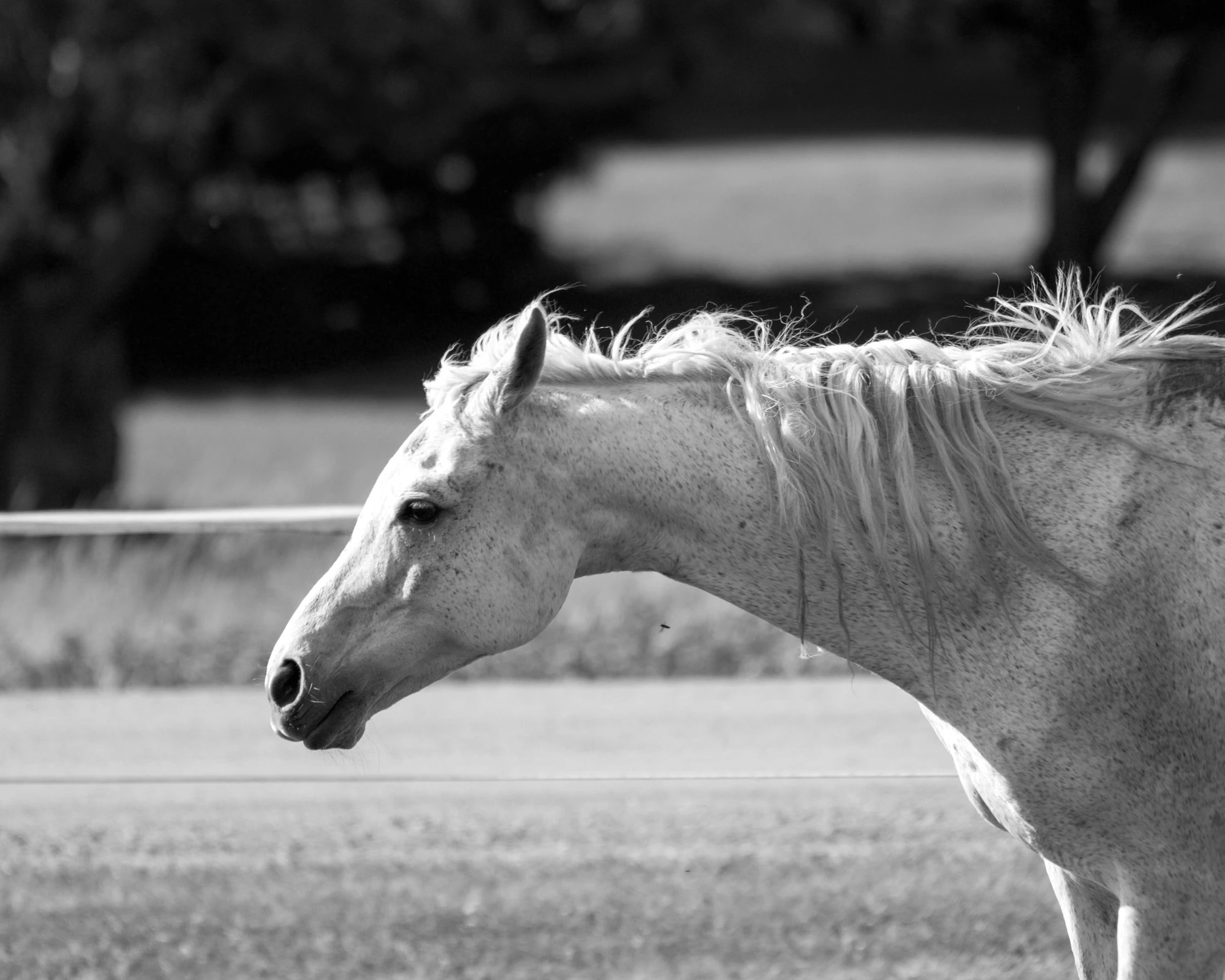 a white horse standing in a field with grass and trees behind it