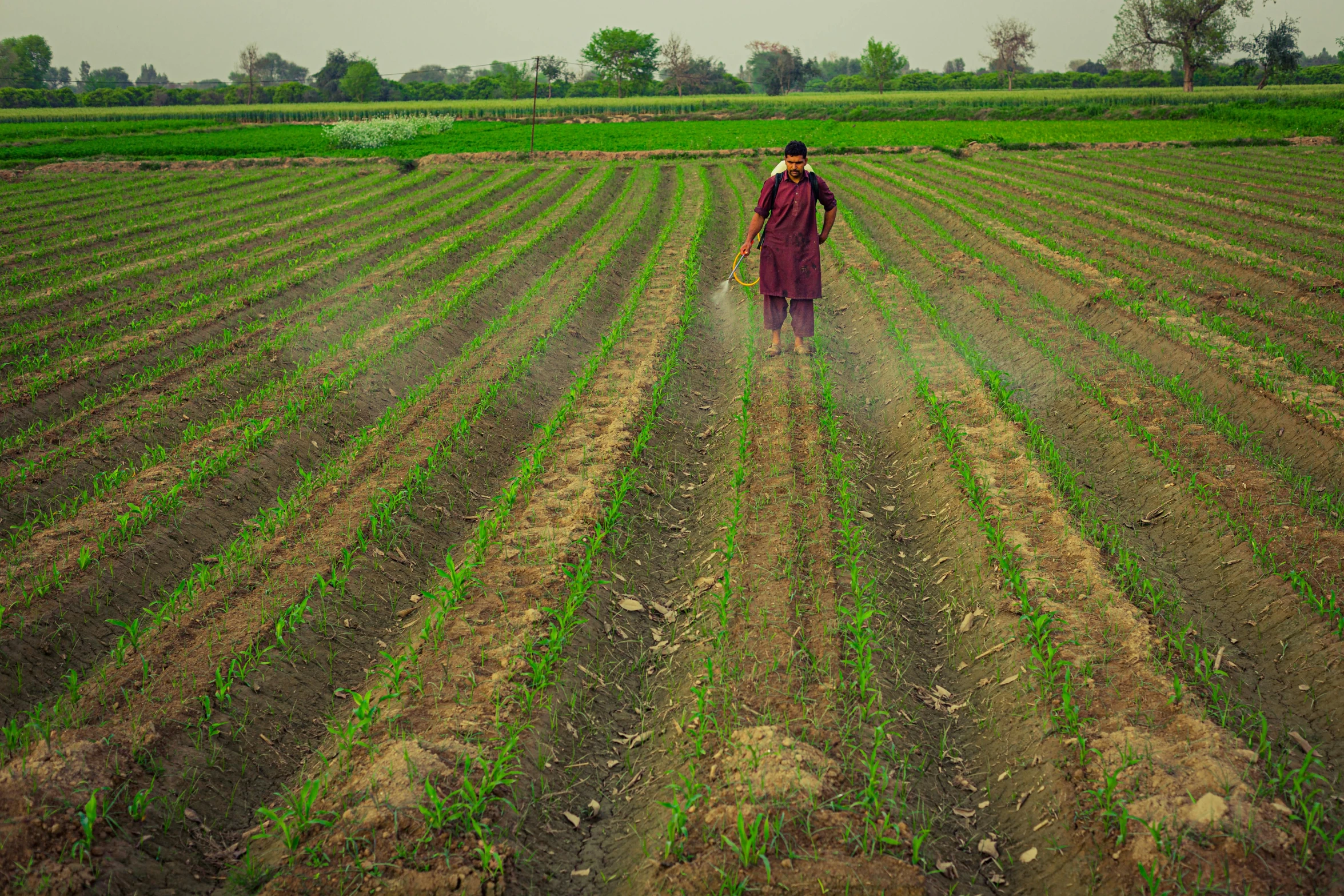 two men are walking through the field while sprinklers and weed