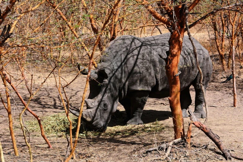 a rhino is eating hay next to some trees
