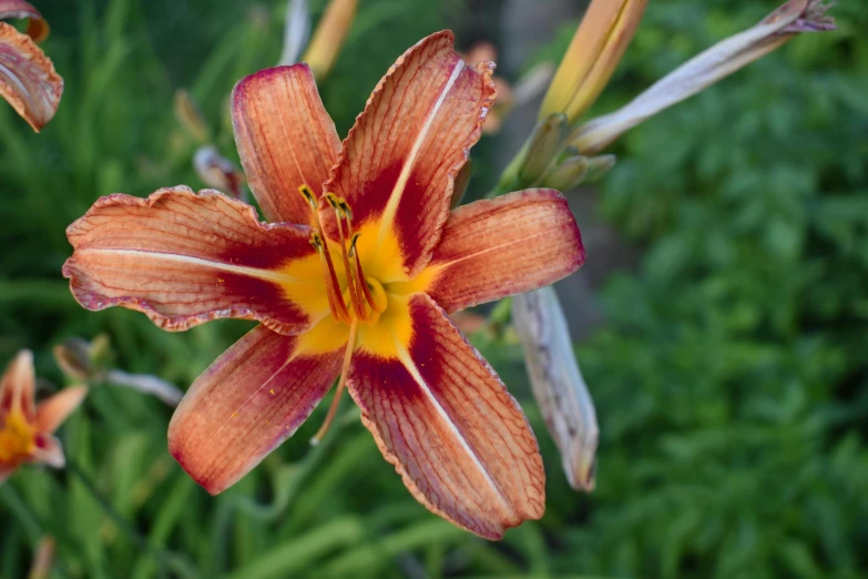 a small red flower has yellow stamens