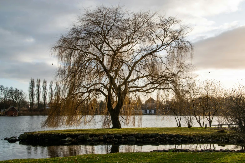 tree with lots of leaves next to the water