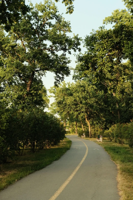 a road with lots of trees next to it