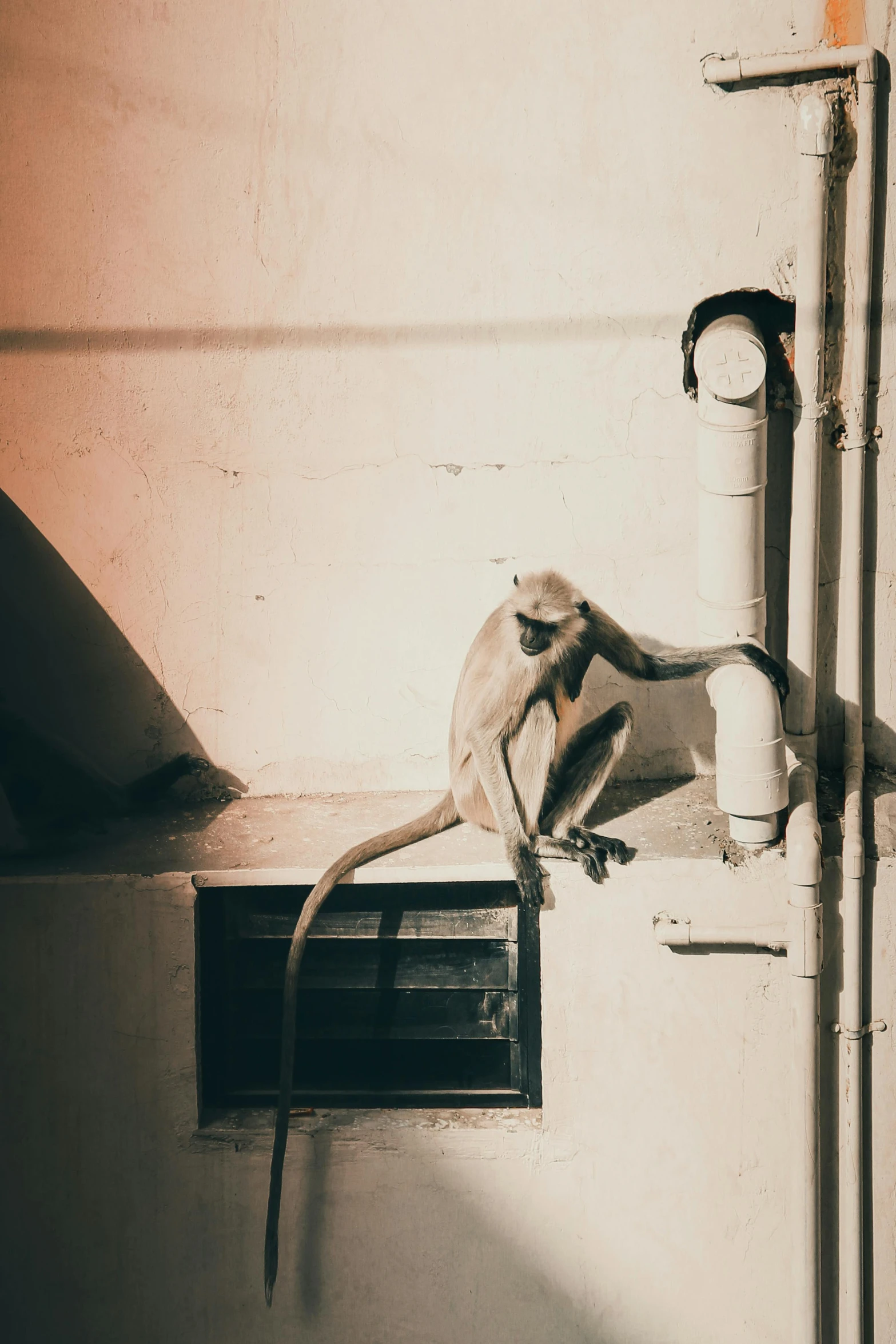 a monkey is hanging on the side of a building