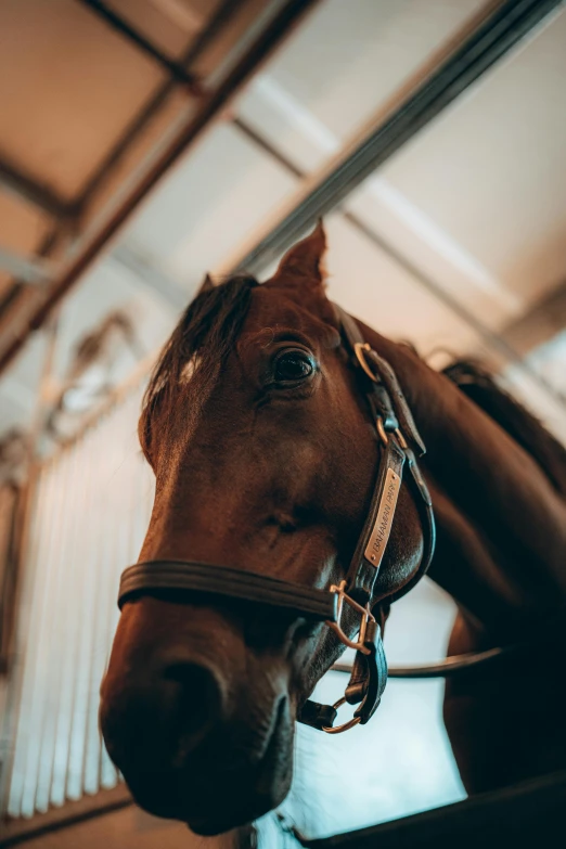 the head of a horse wearing bridles on it's forehead