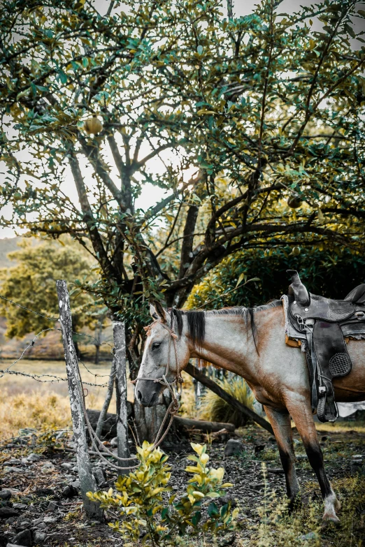 the horses are in the field by the fence