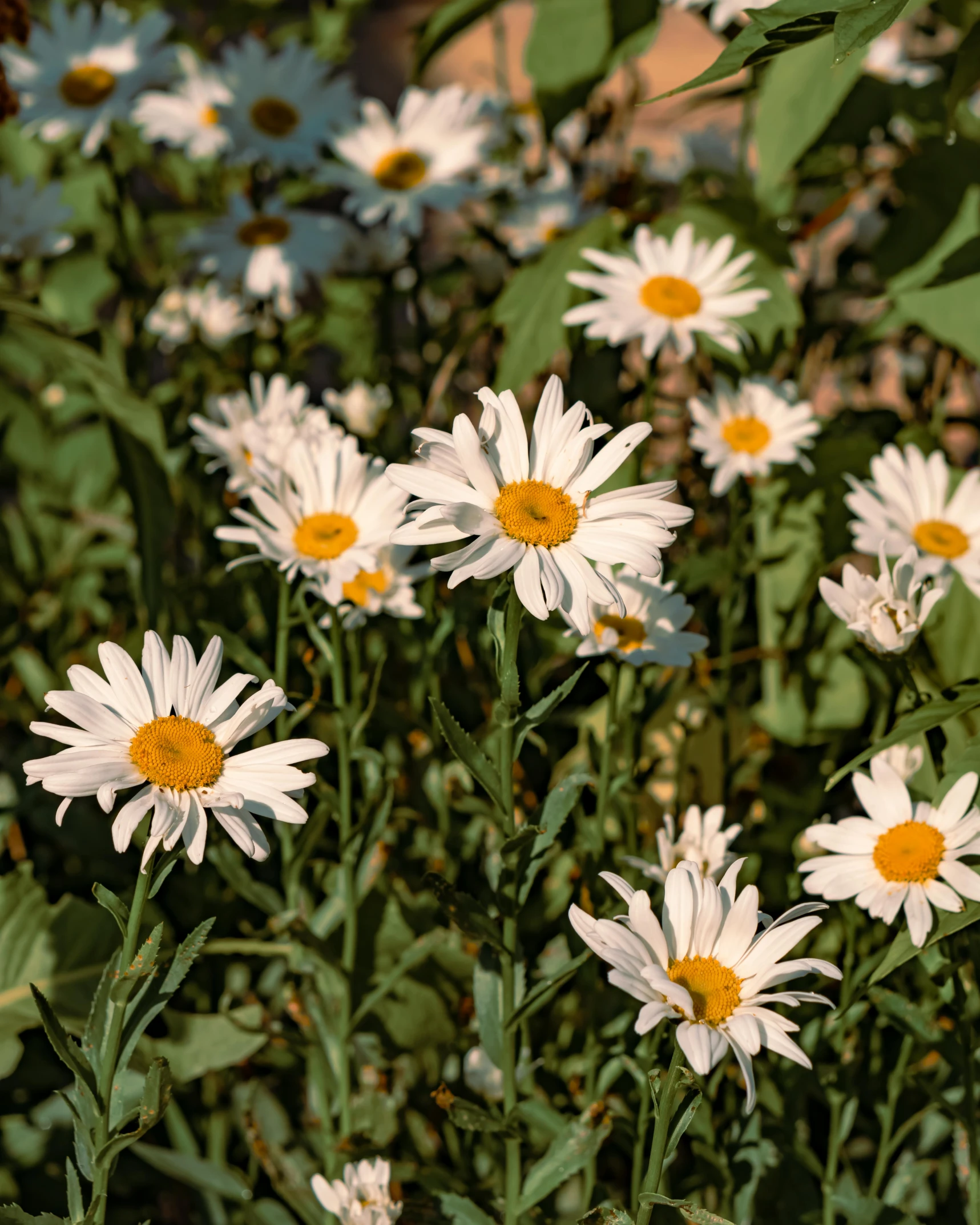 a field of daisies in bloom in the sunlight