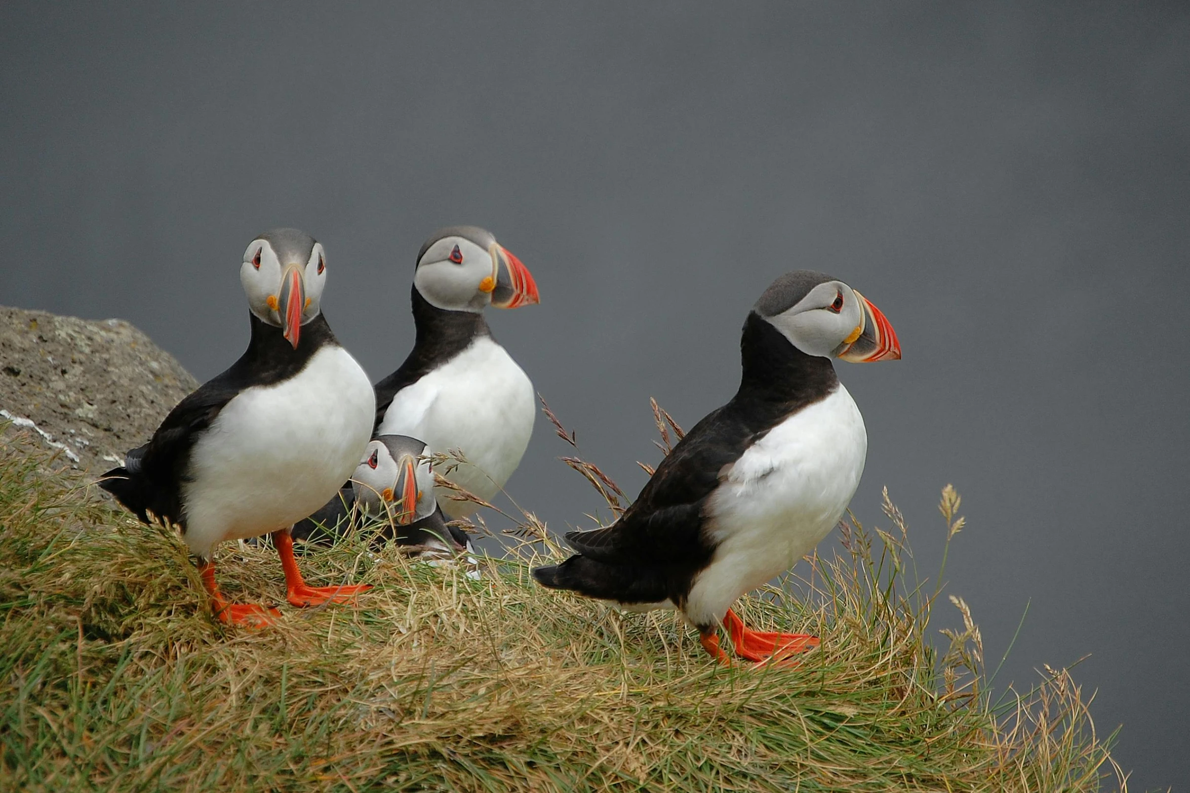 a group of birds sitting on the grass next to each other