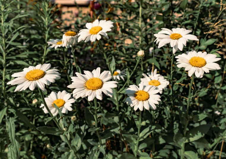 this is an image of daisies in the garden