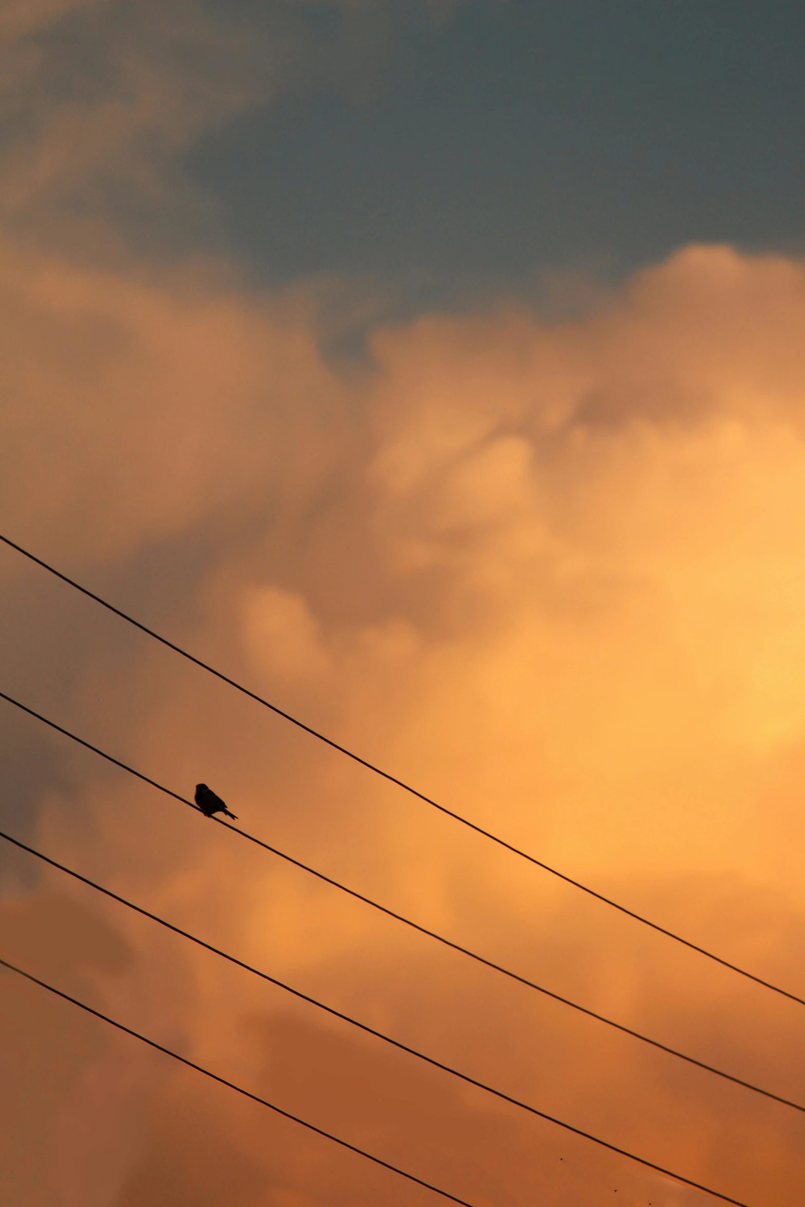 birds sitting on power lines under an orange sky