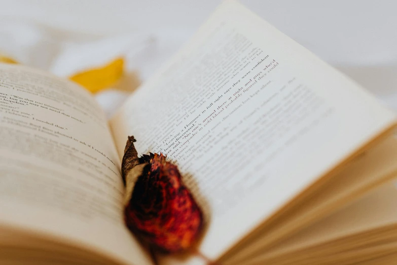 there is a flower that is on top of an open book