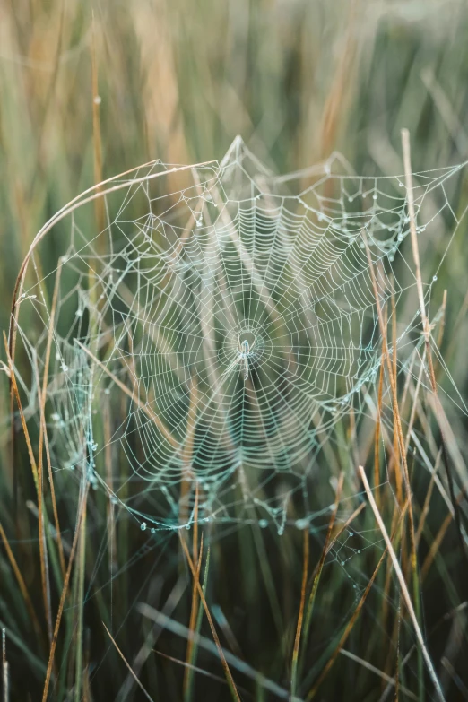 a web of spider's web on top of the grass