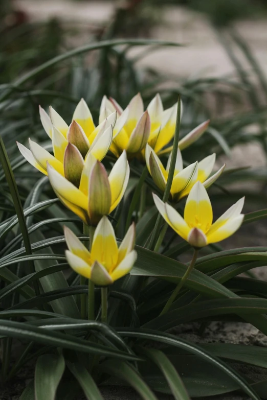 a few yellow and white flowers blooming on some green leaves