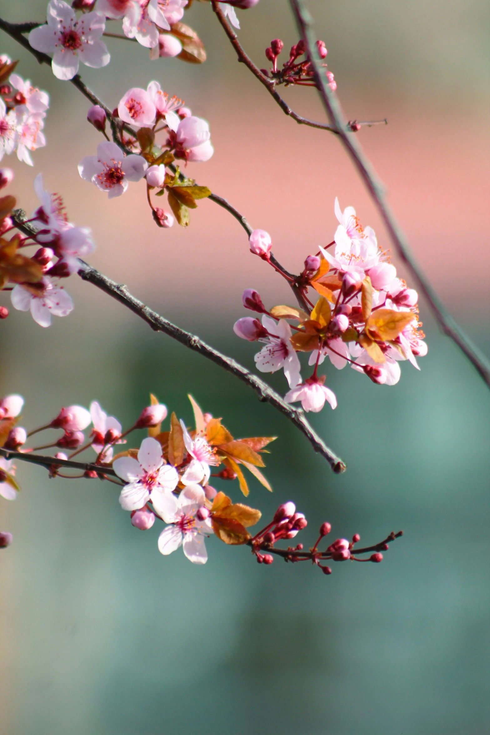 a flower budding tree with lots of pink blossoms