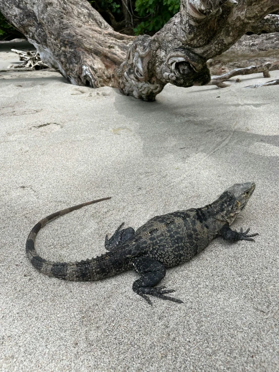 an adult lizard standing on sand by a large nch