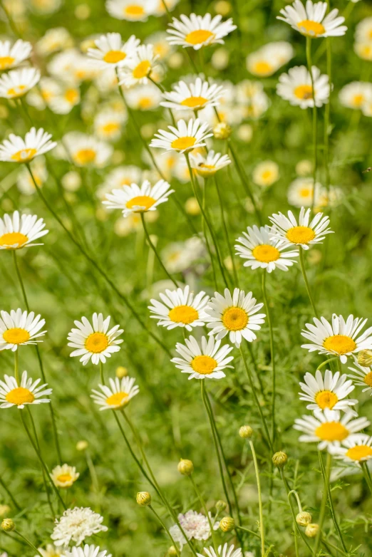 some white daisies are growing in the grass